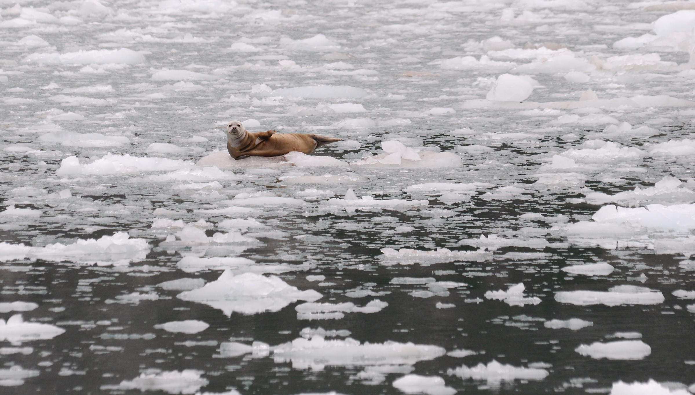 Seal on ice