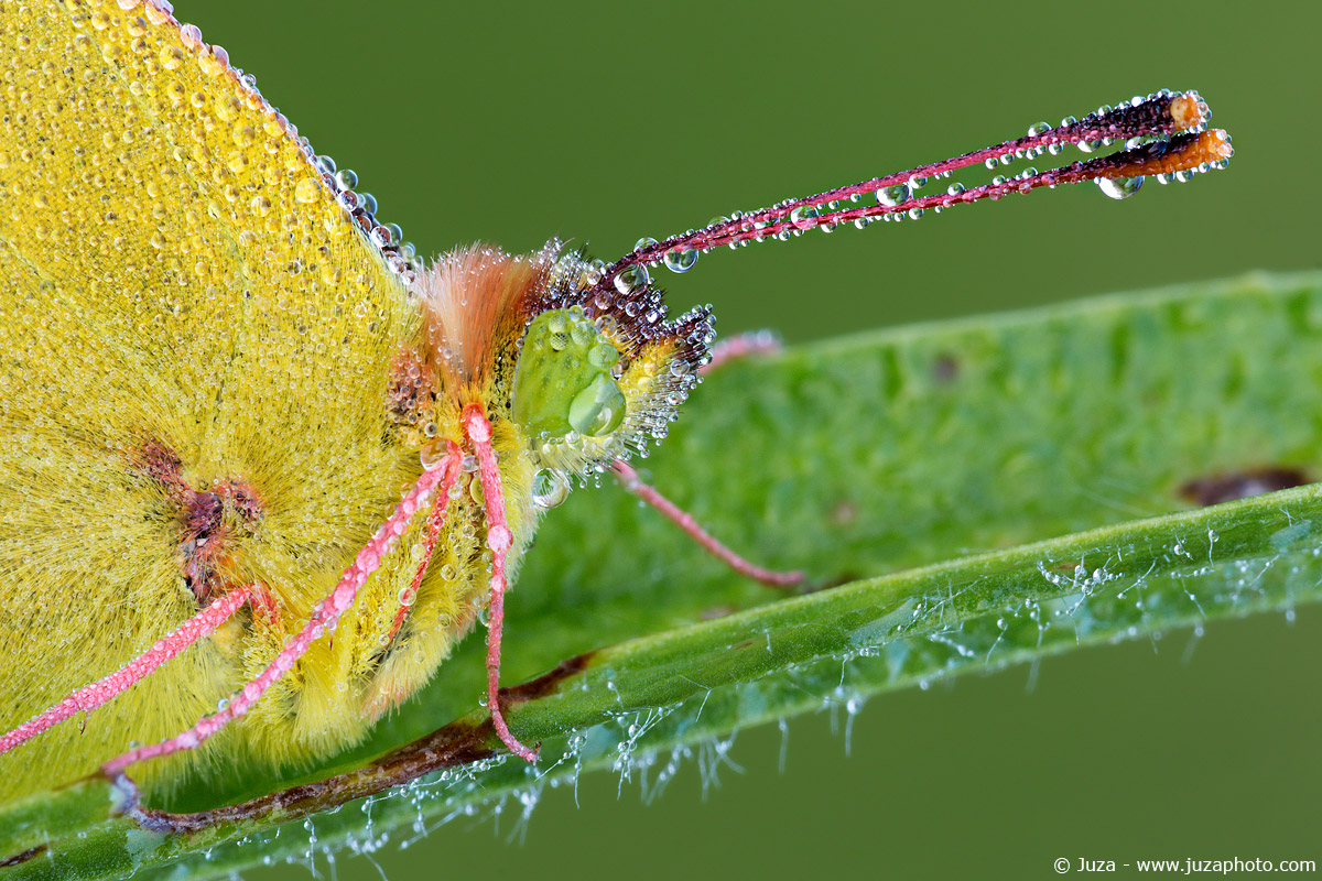Colias crocea