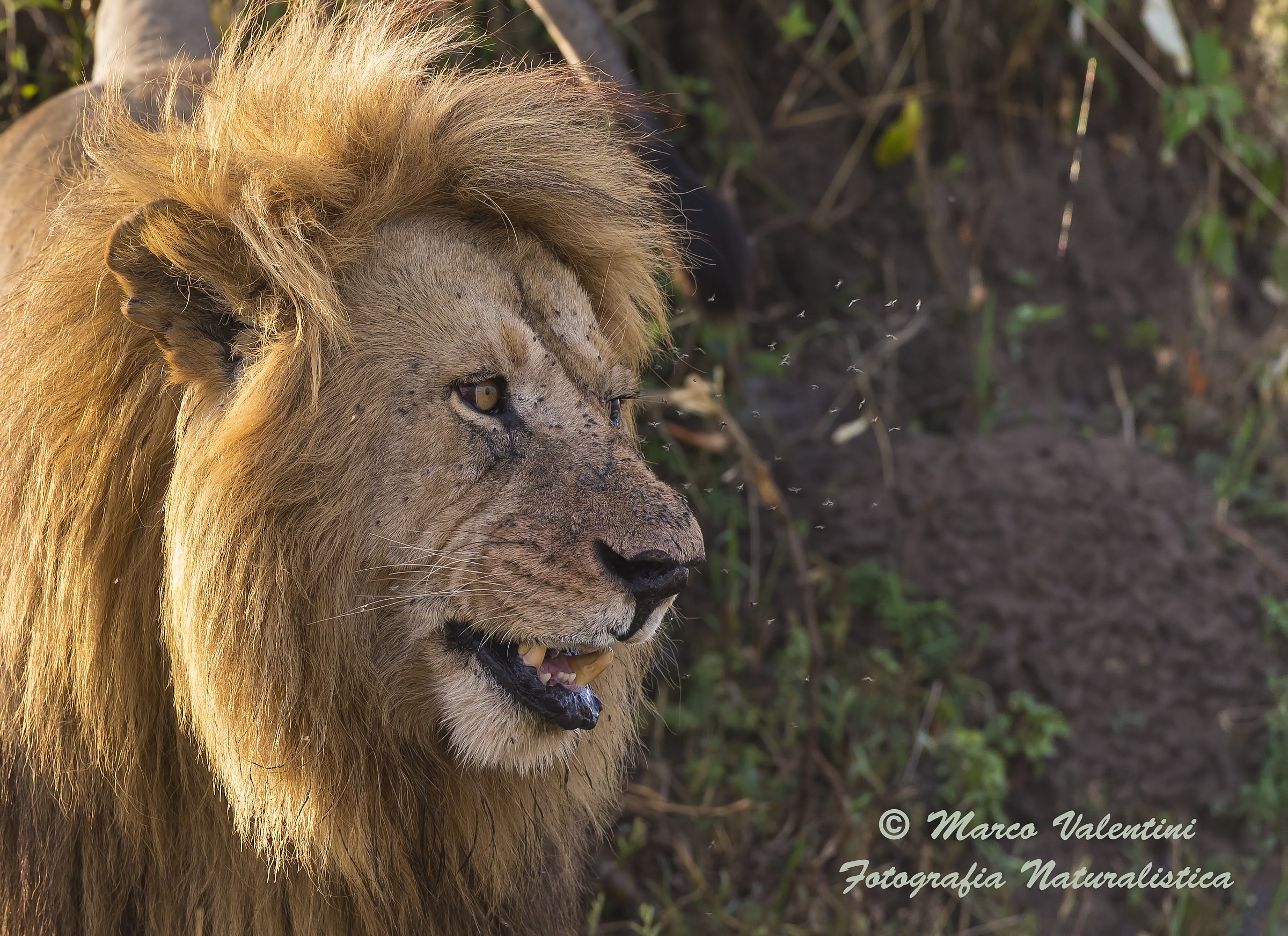 The king and the flies