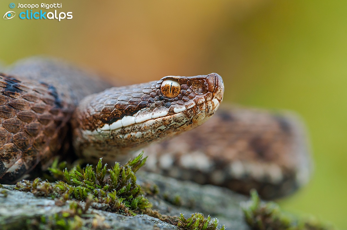 Vipera aspis