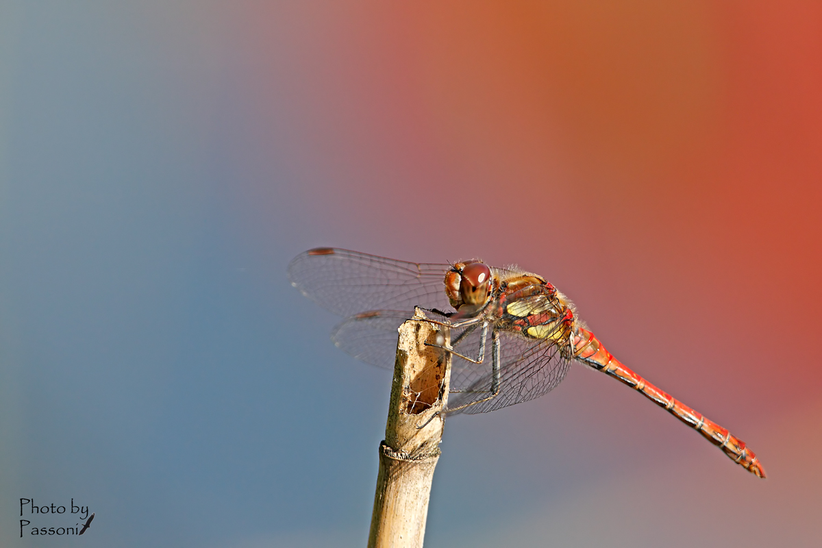 Sympetrum striolatum!