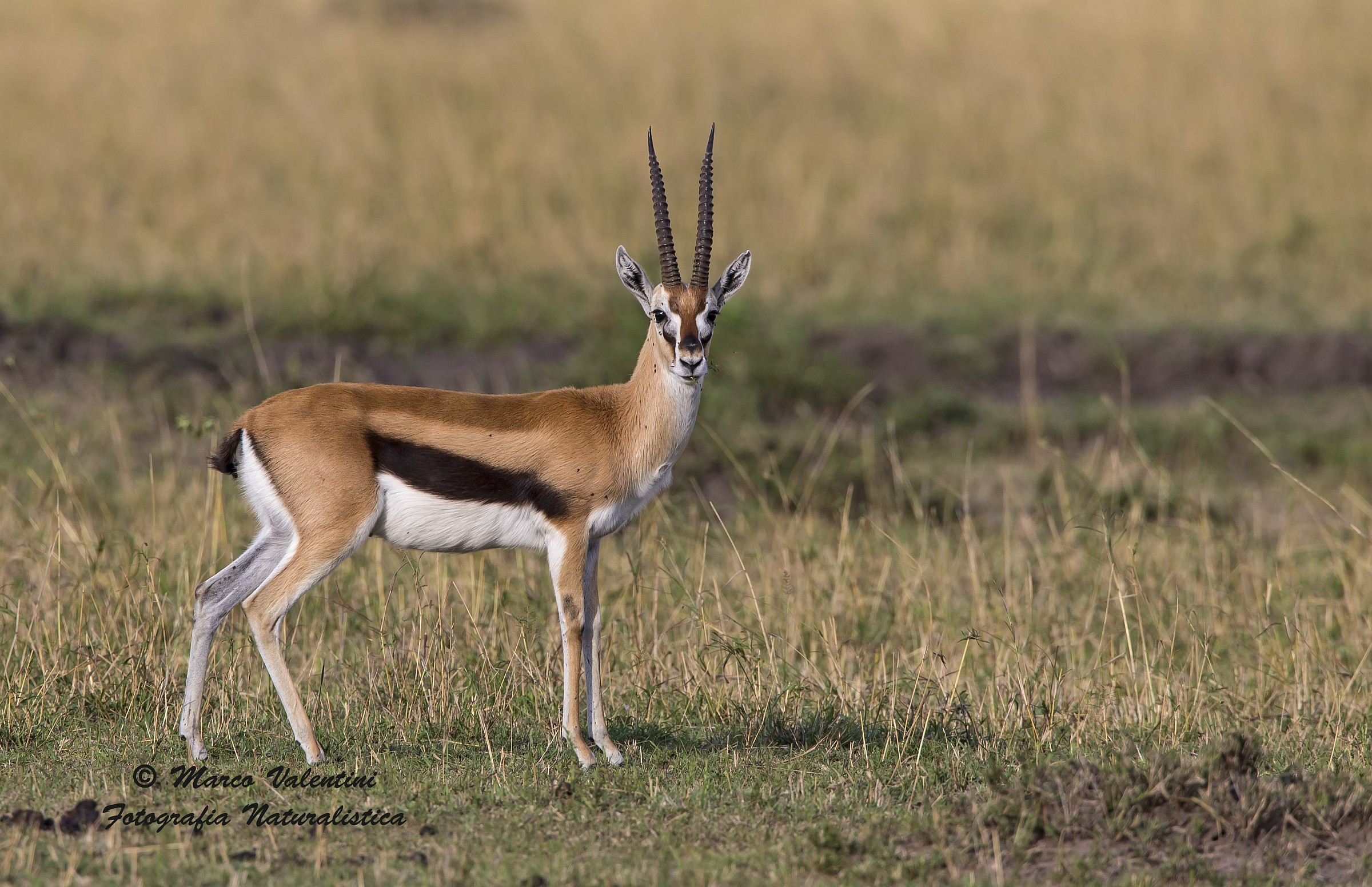 Thomson's Gazelle