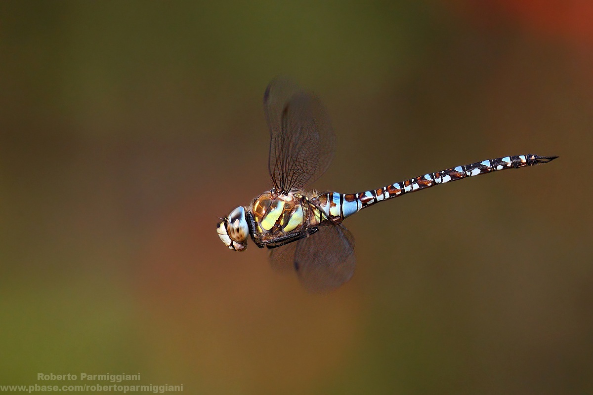 Aeshna mixta al volo