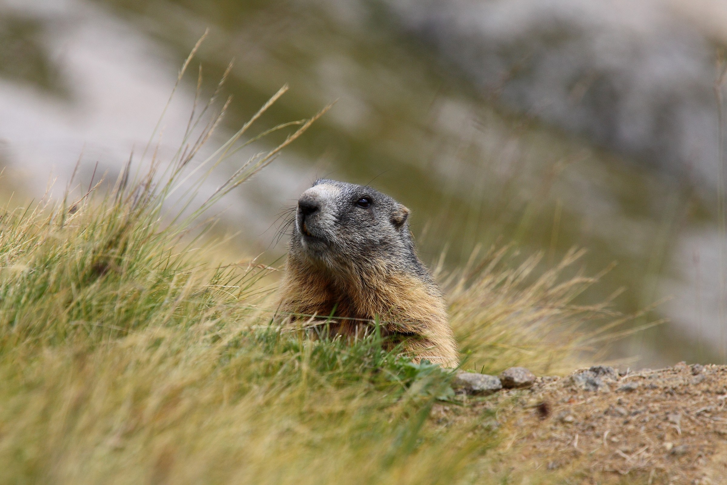 marmot