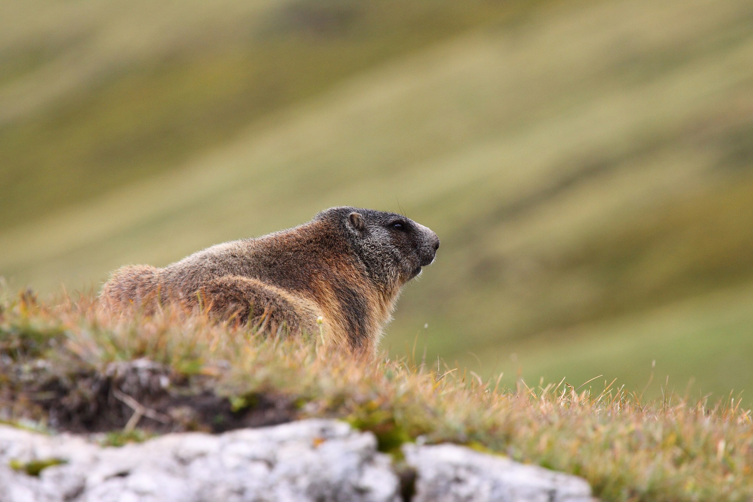 marmot