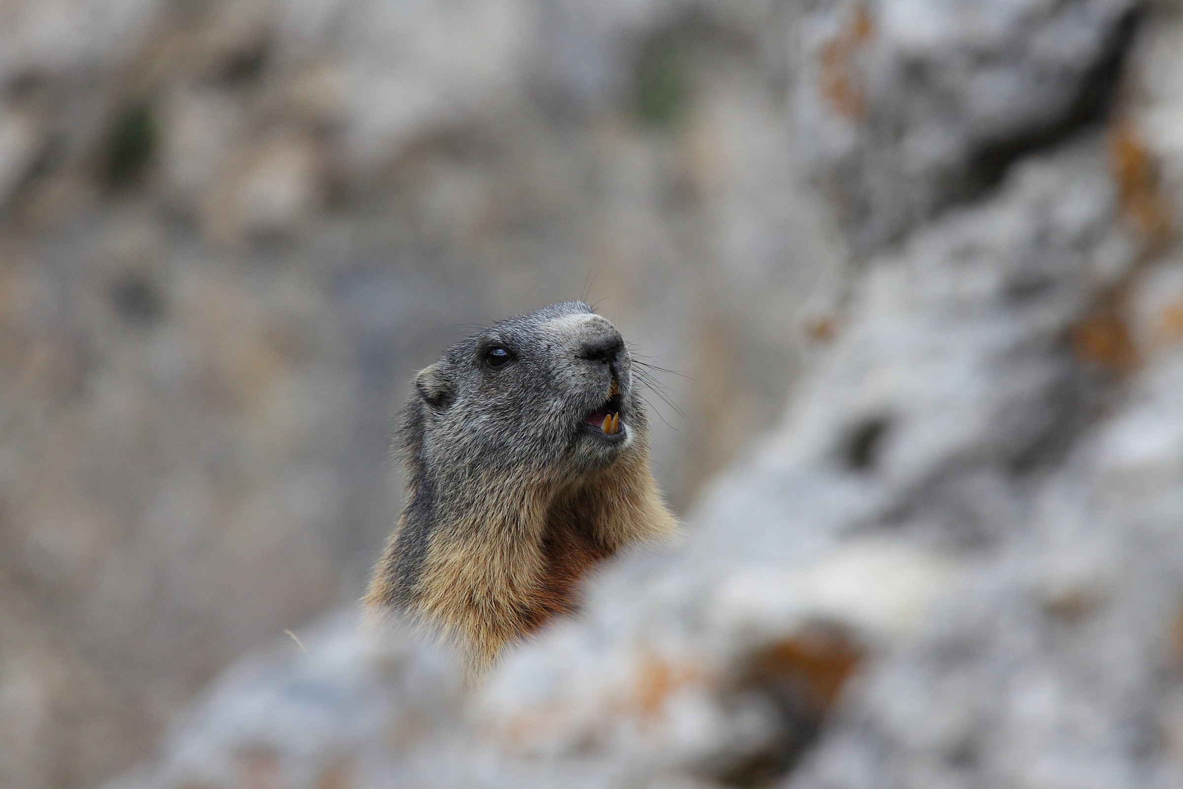 marmot alarm