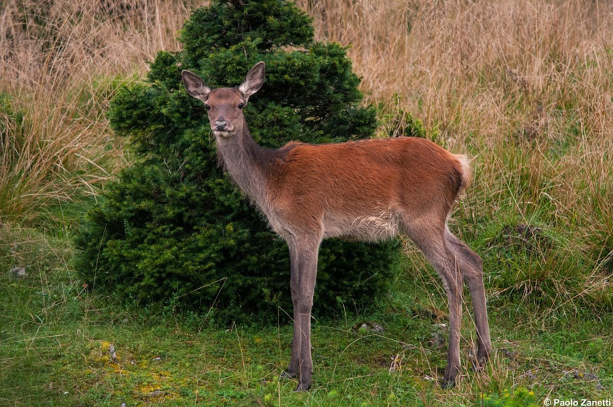 Deer