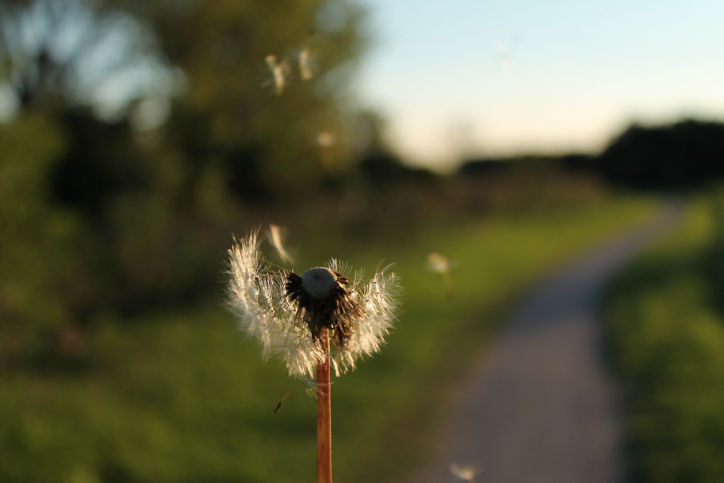 dandelions in the wind