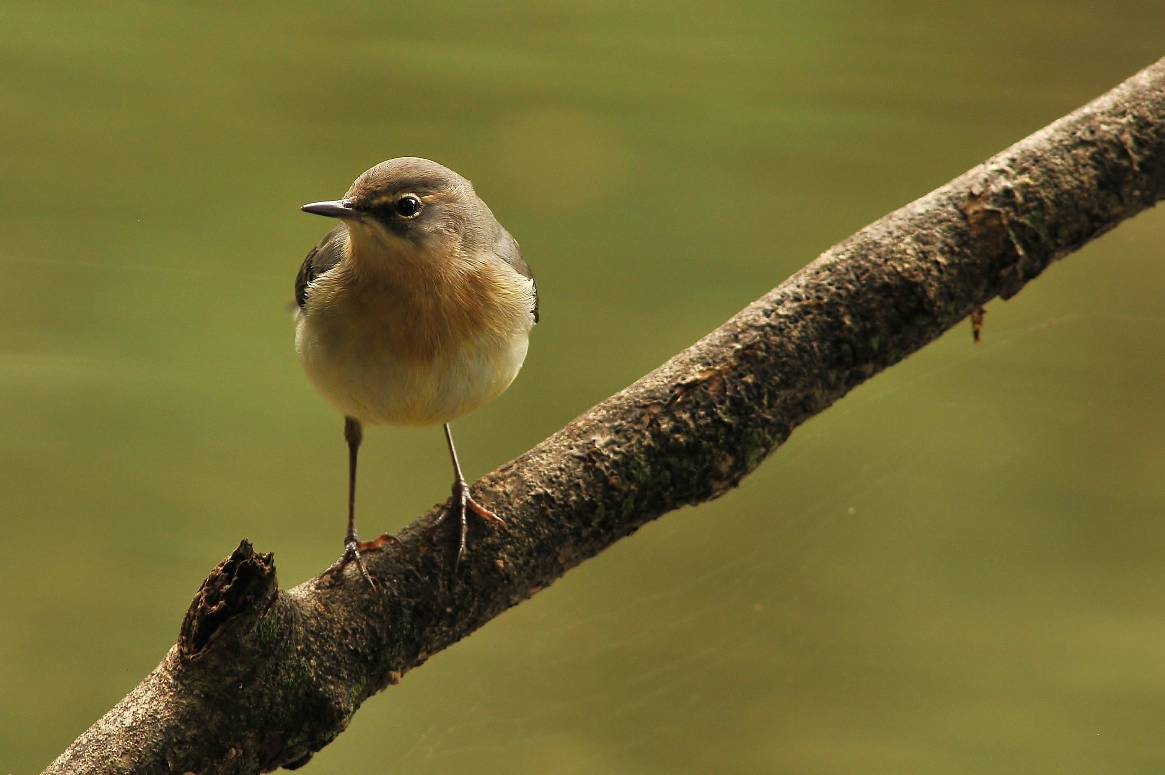 The Yellow Wagtail