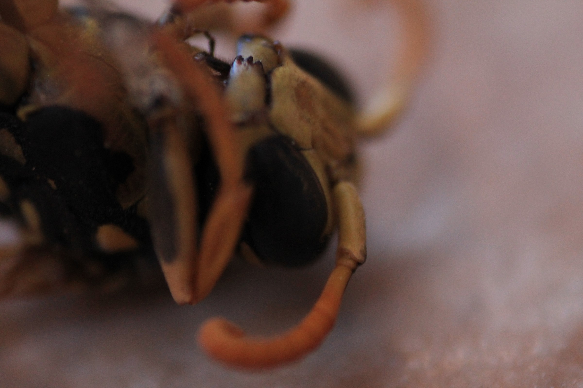 first experiment with macro reverse lens :(