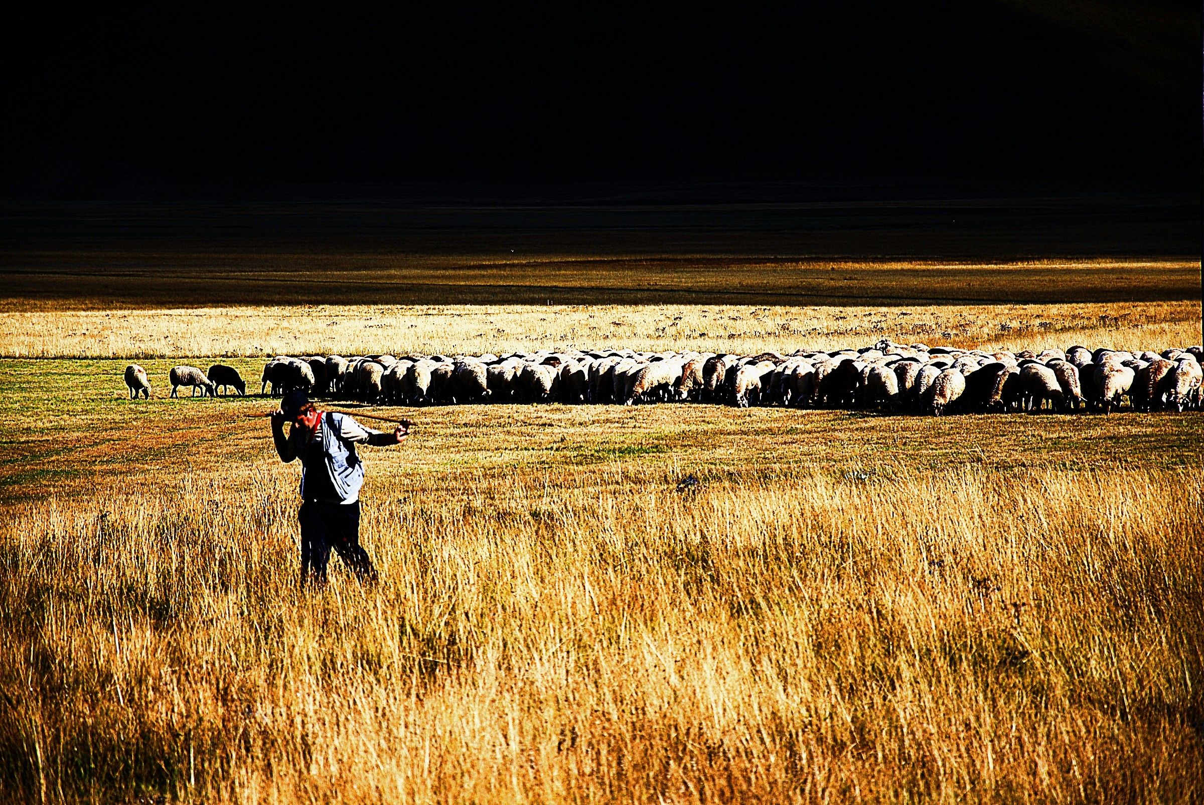 Shepherd with flock