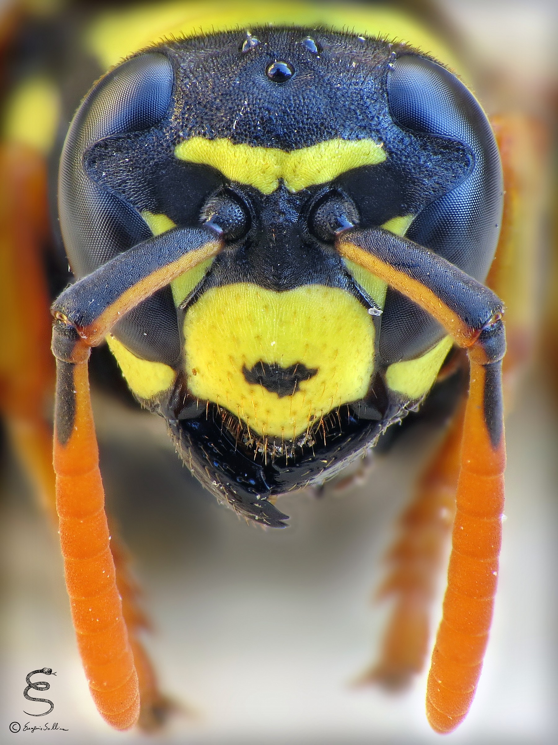 Ritratto di Polistes dominula