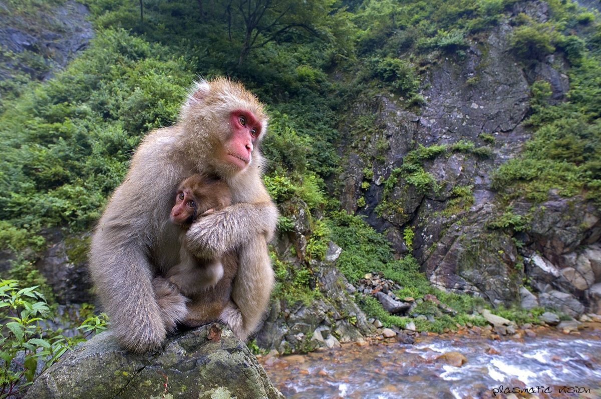 Macaca fuscata, femmina con cucciolo