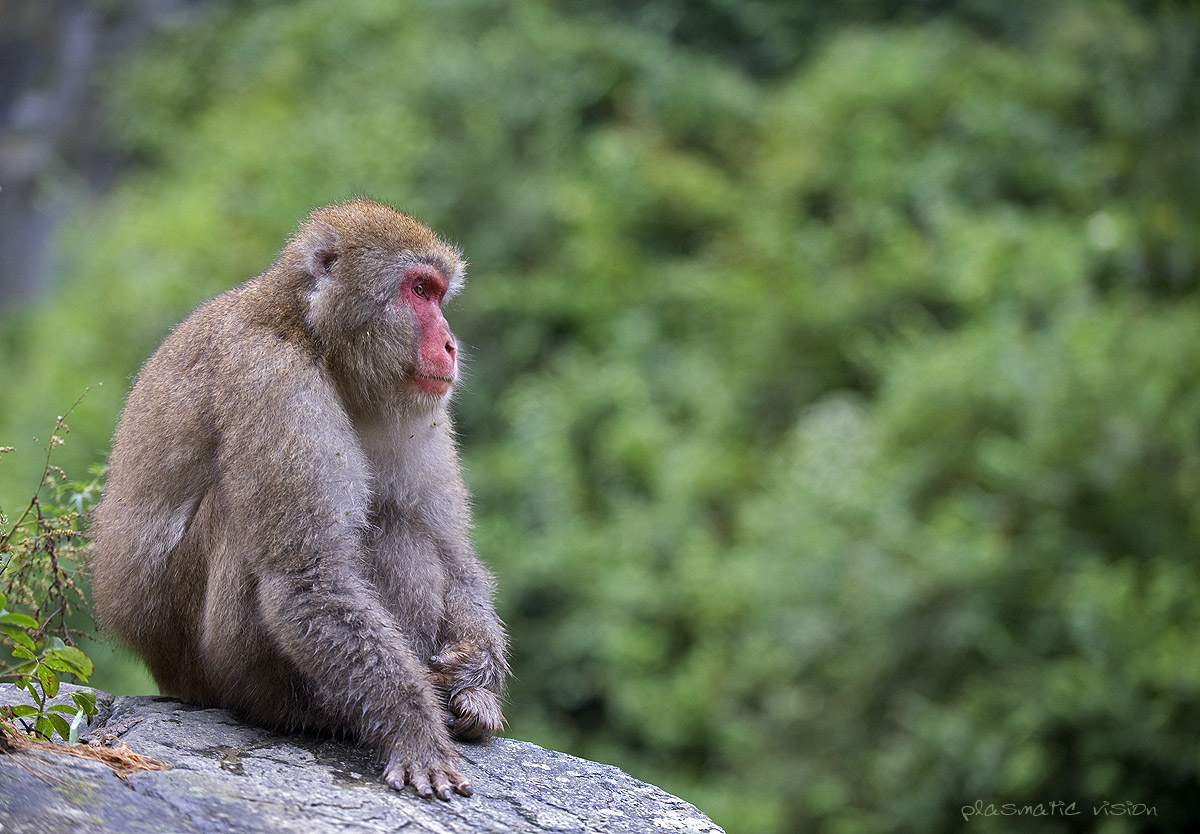 Macaca fuscata, capobranco