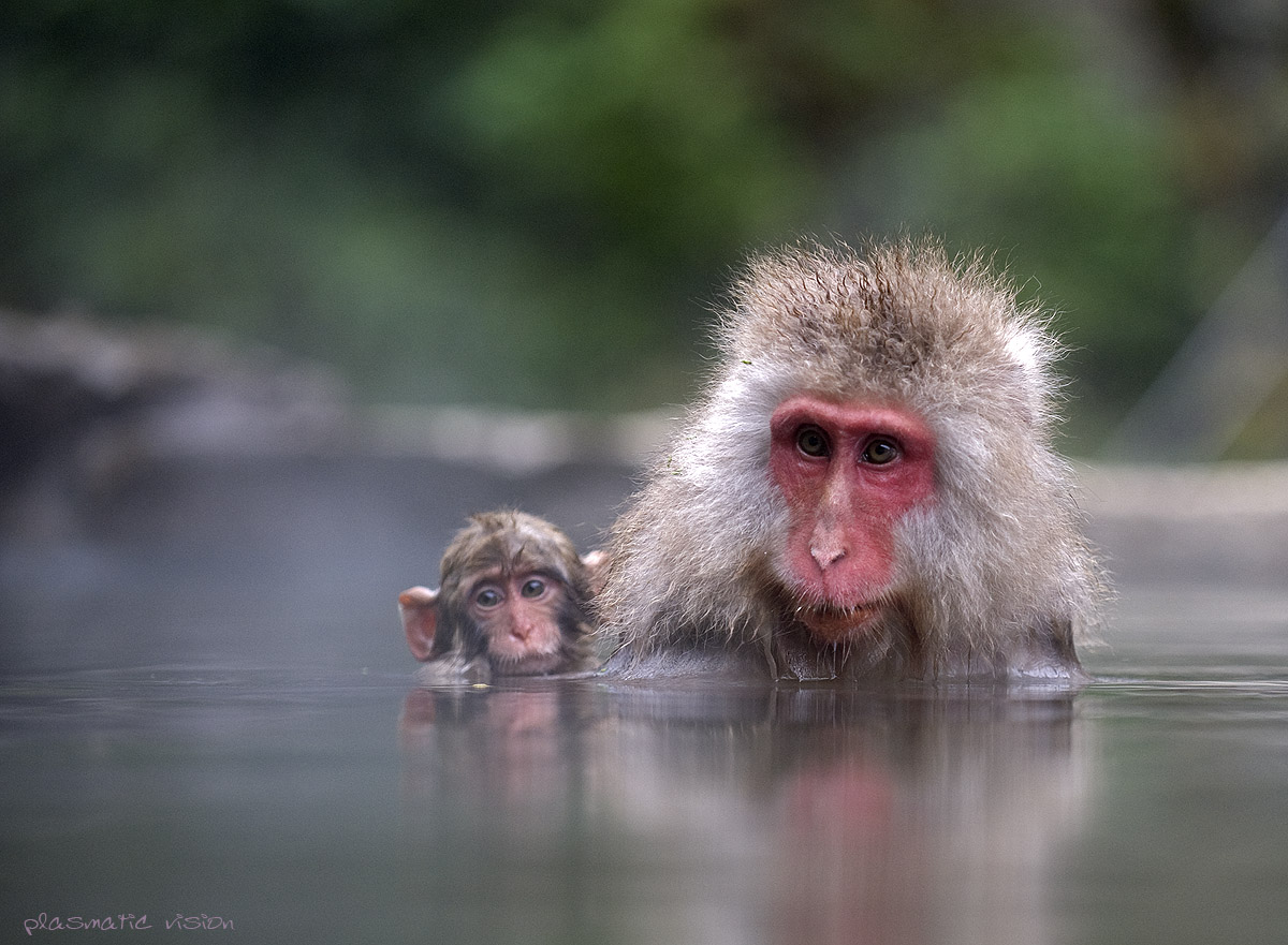 Macaca fuscata con cucciolo