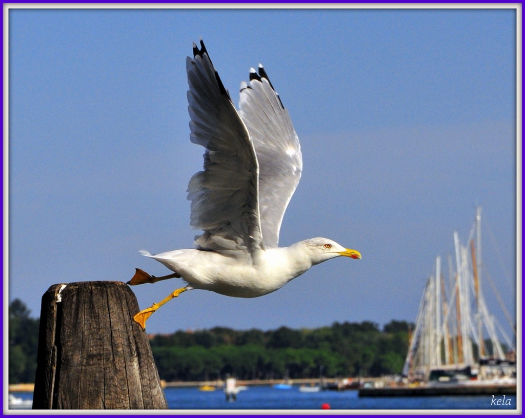 gabbiano in volo alla regata storica venezia