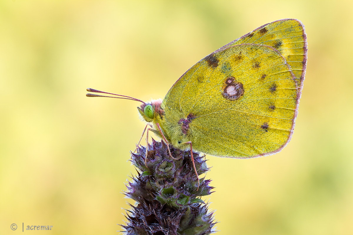 #Colias sp #Pieridae