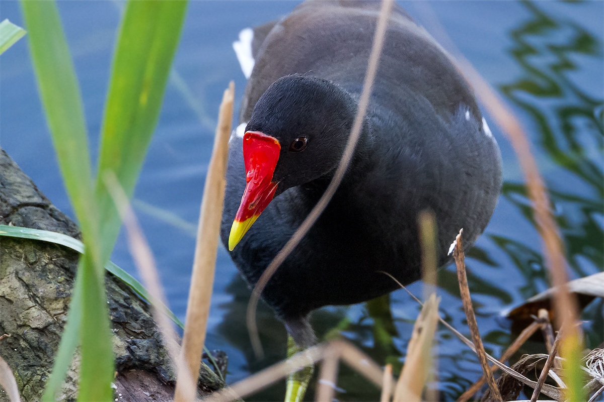 moorhen (Gallinula chloropus)