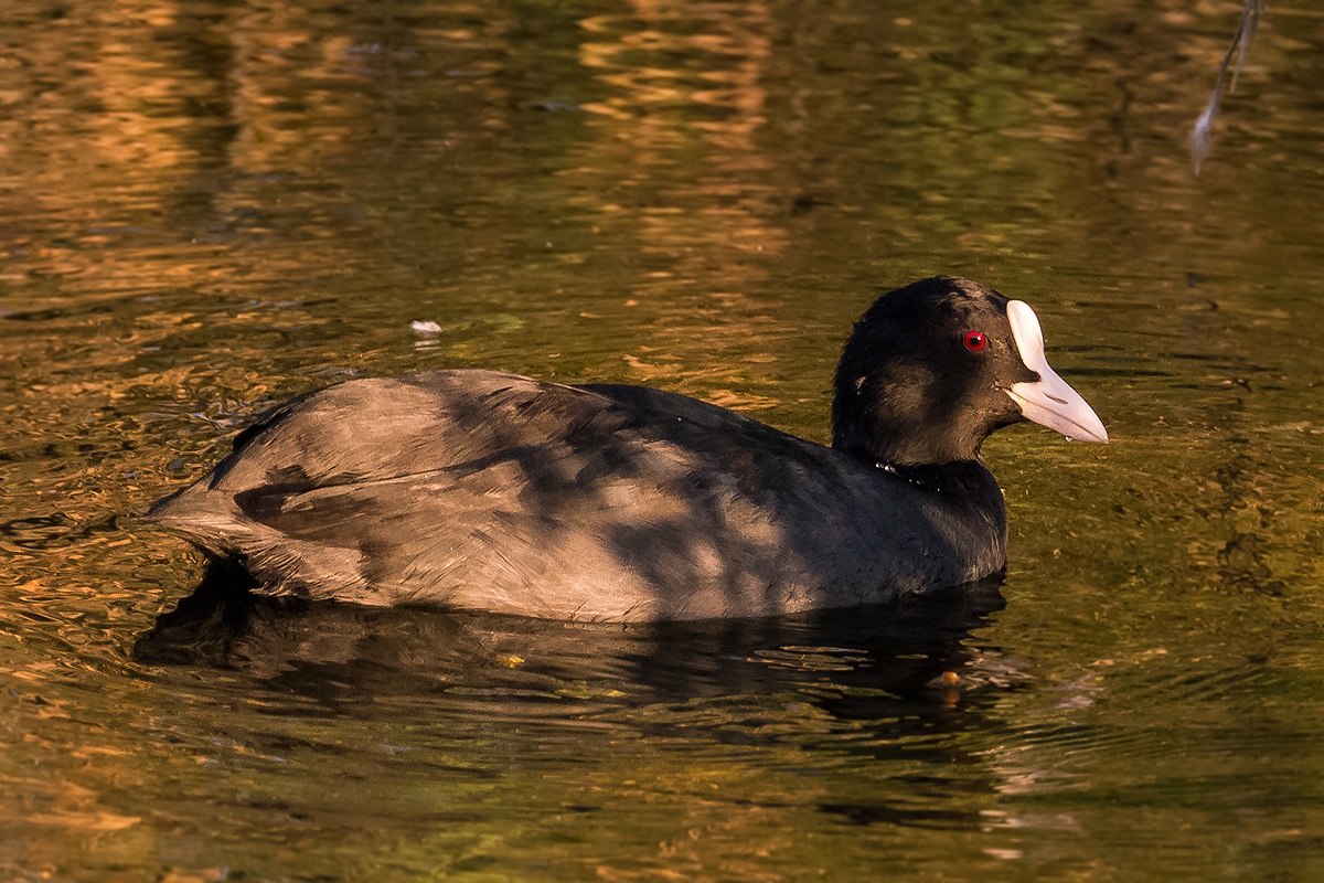 coot (Fulica atra)