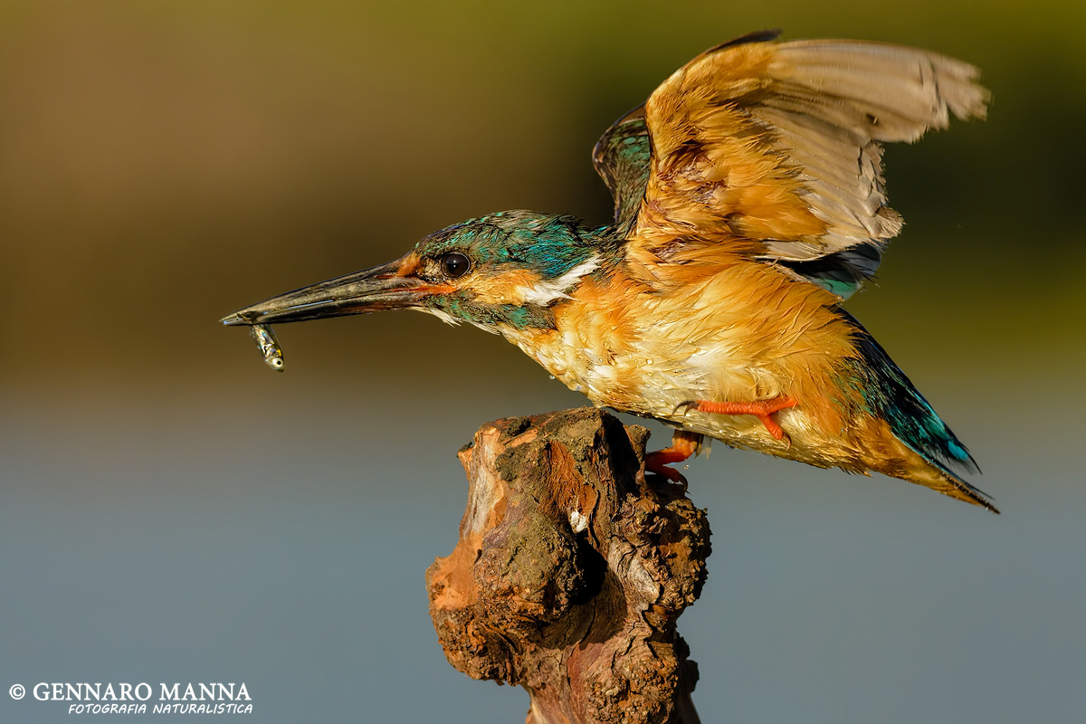 Martin pescatore (Alcedo atthis)