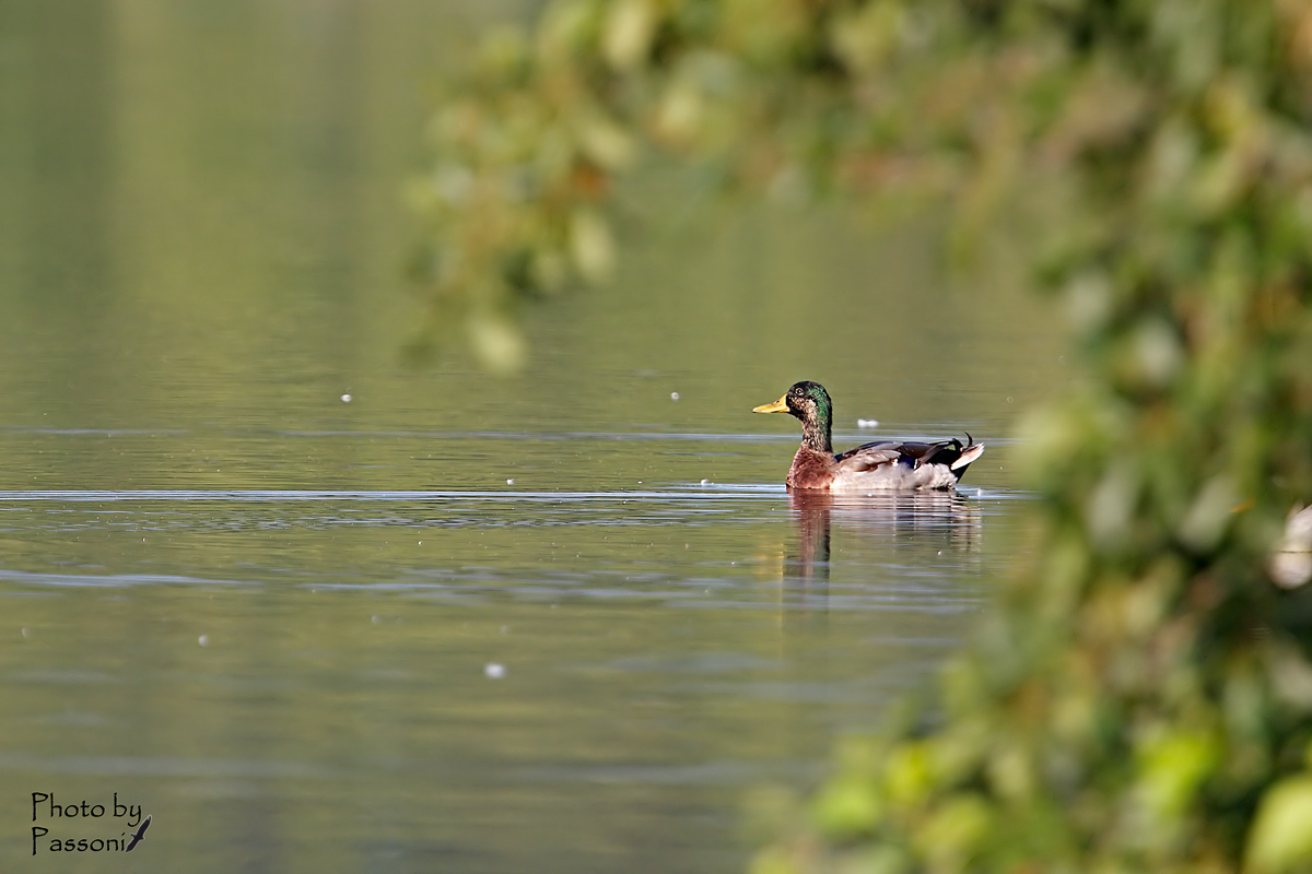 Naturalmente incorniciato!