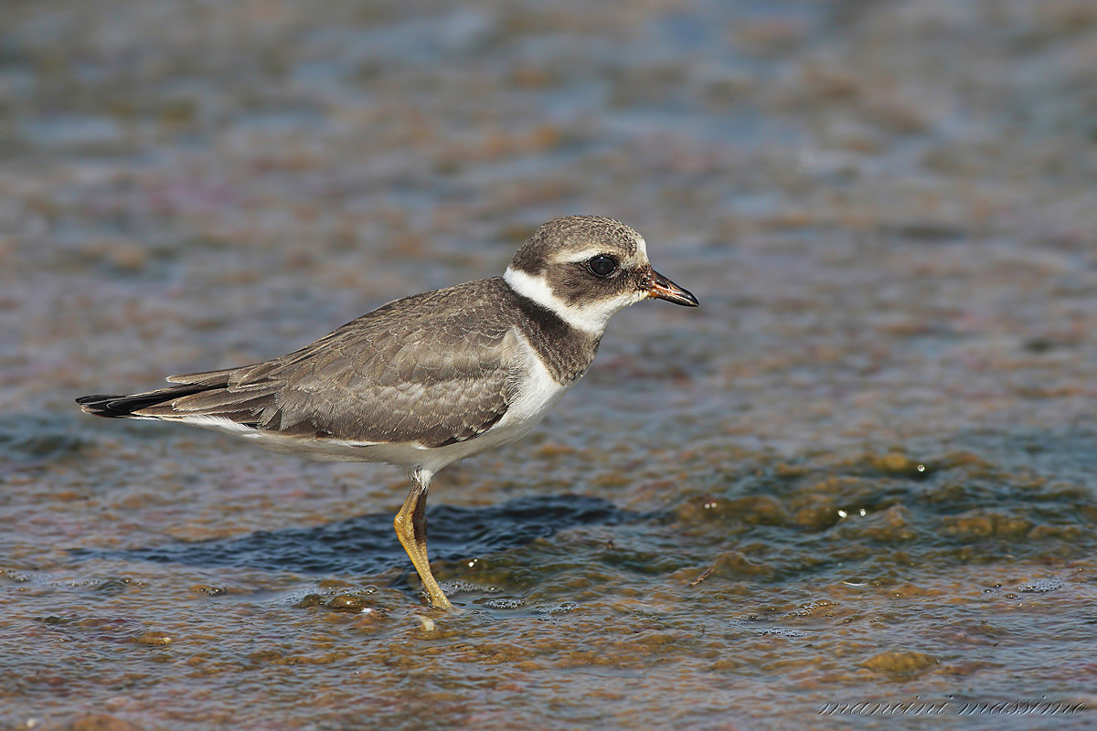 Young Ringed Plover (Charadrius hiaticula)
