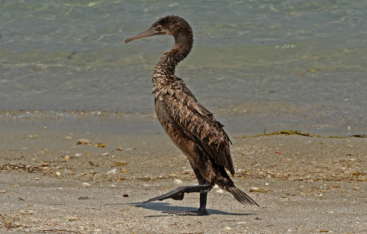 Phalacrocorax nigrogularis