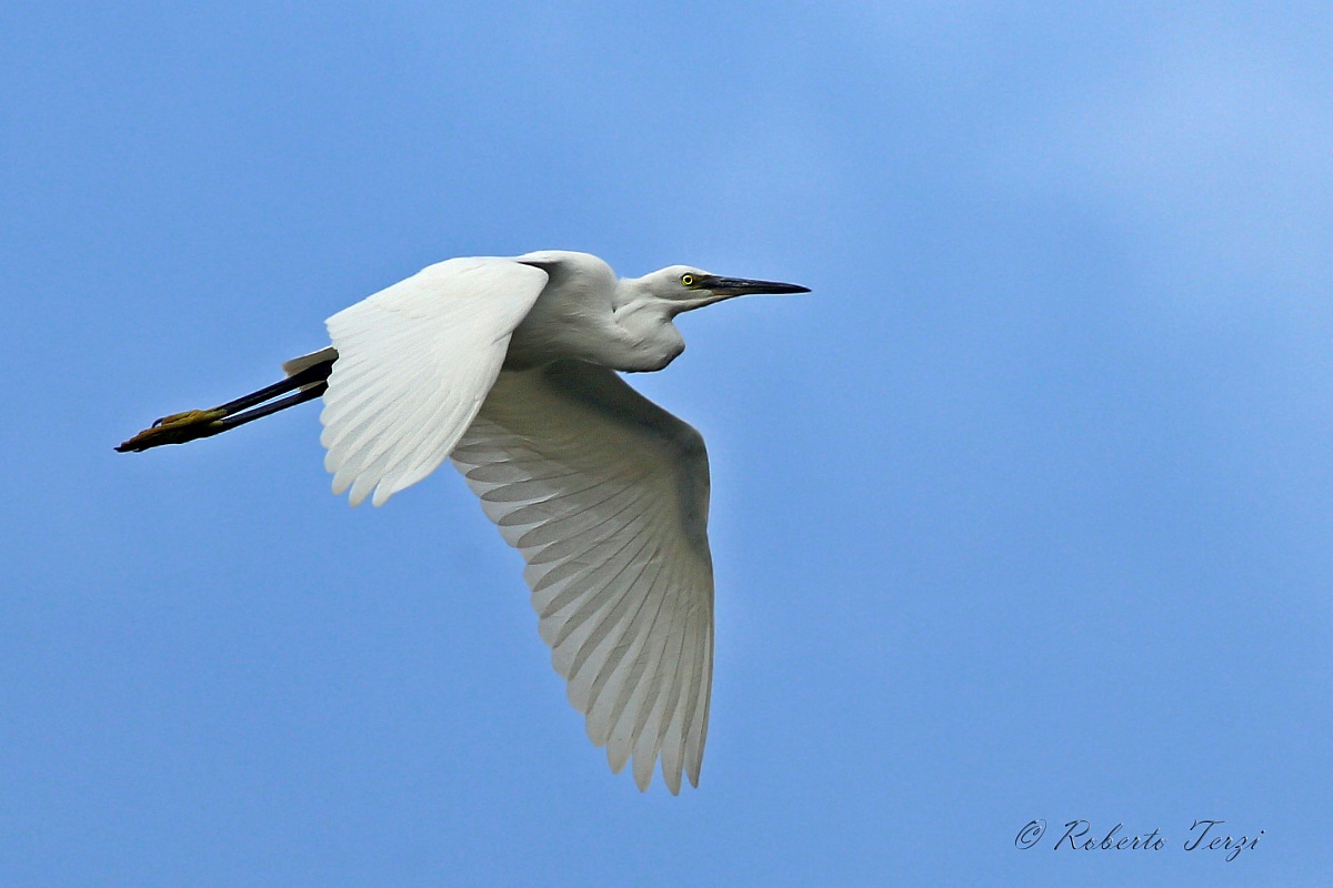 Egret