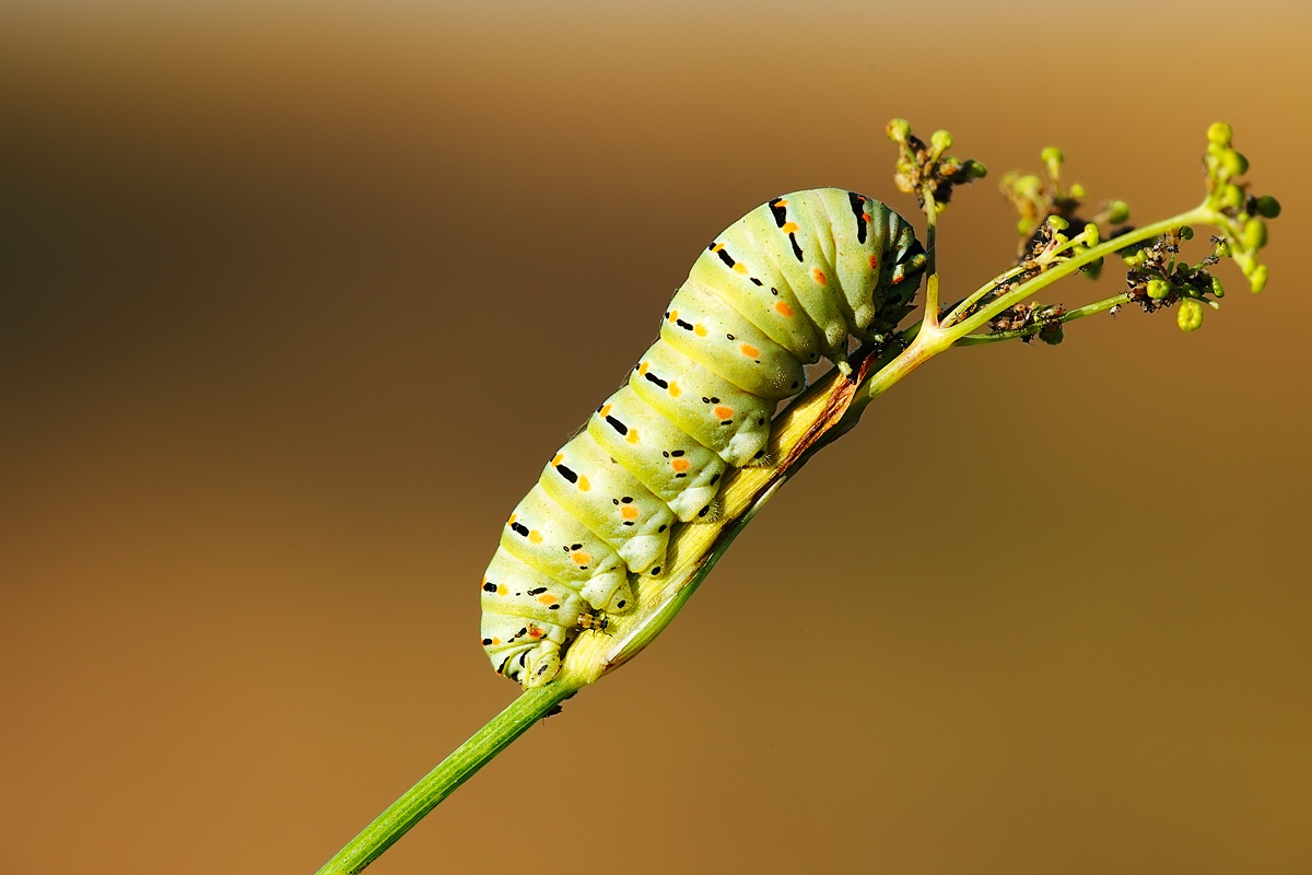 Bruco di Macaone in compagnia di piccoli afidi