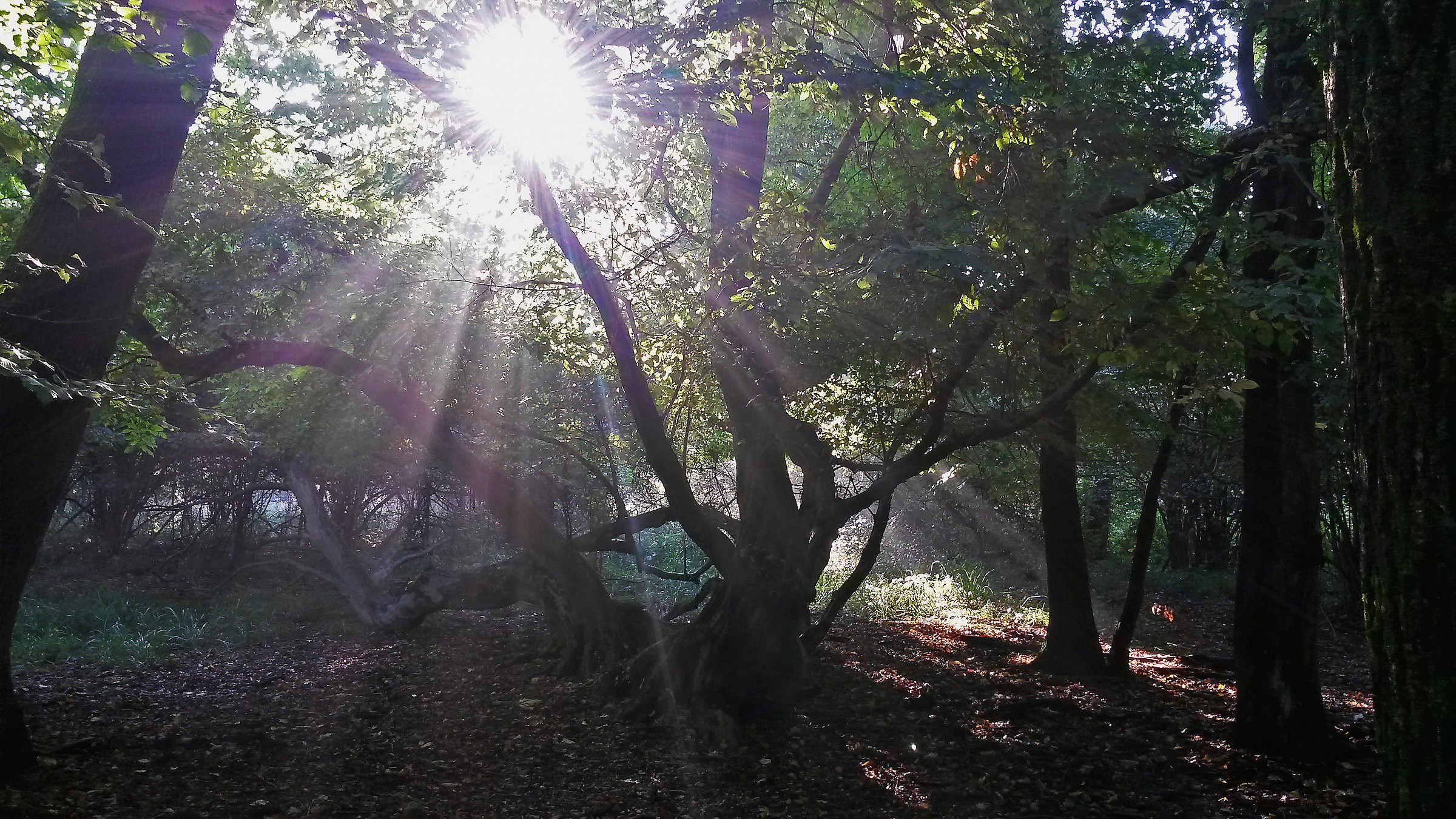 sottobosco2 (con lieve pp)