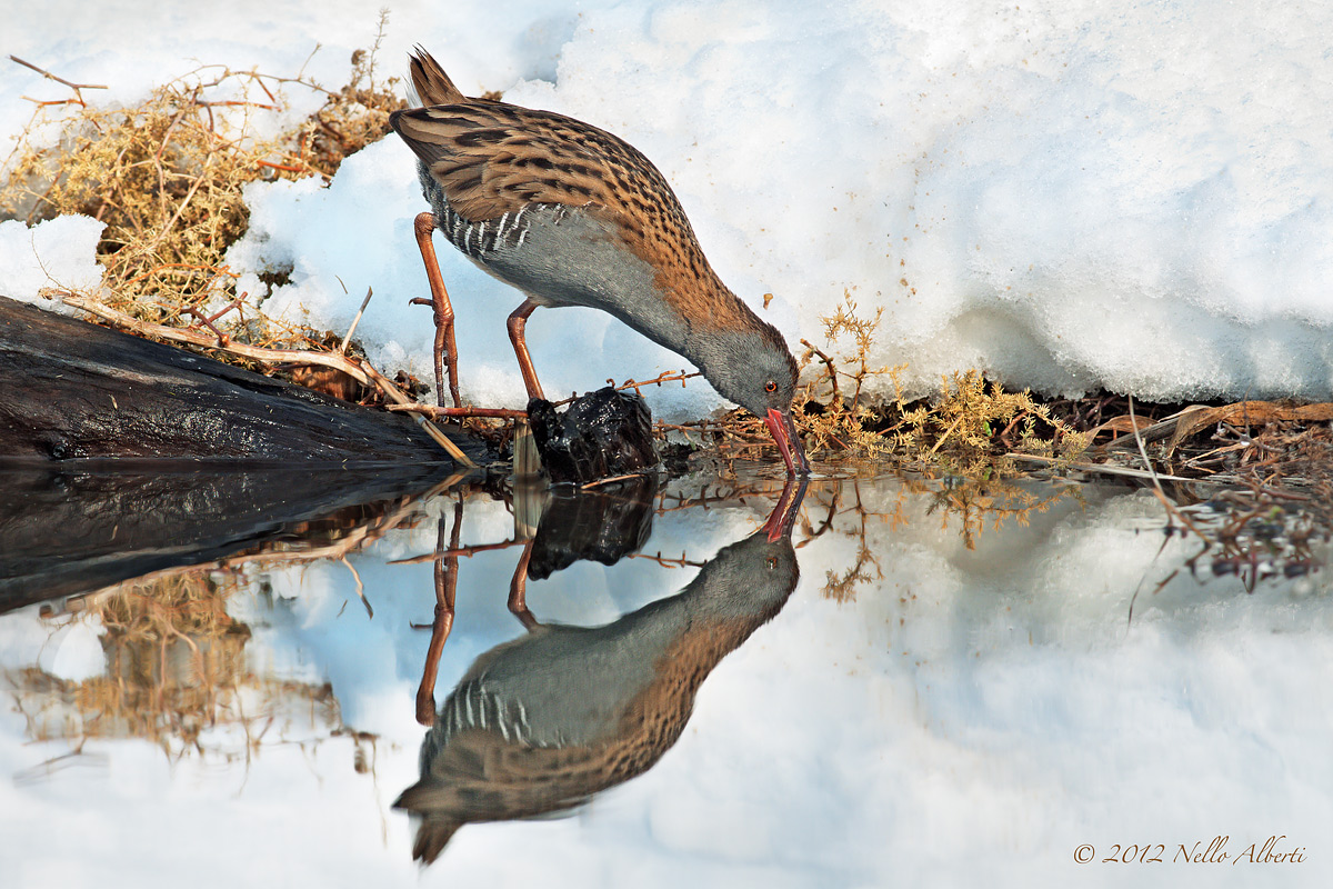 porciglione nella neve