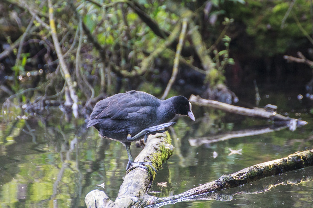 Coot Fulica atra (Fam. Rails)