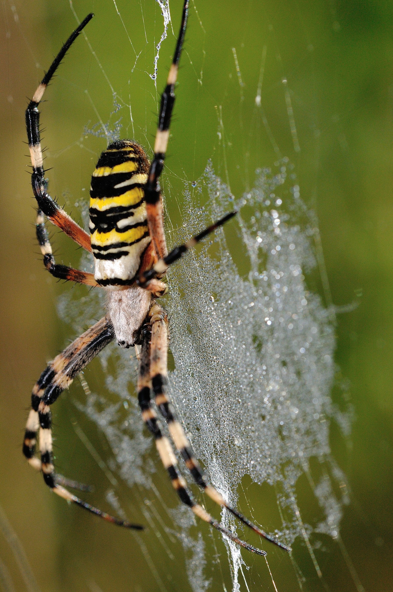 argiope bruennichi o ( ragno vespa)