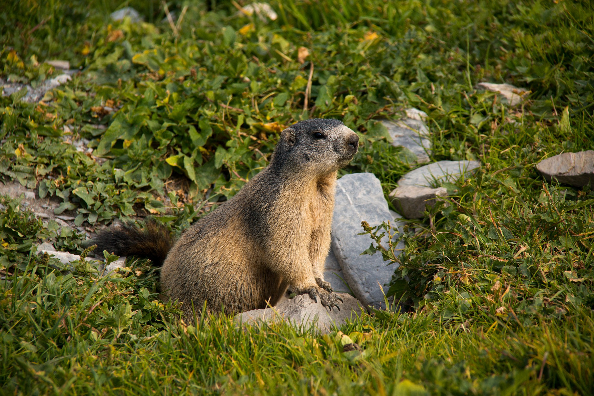 marmot