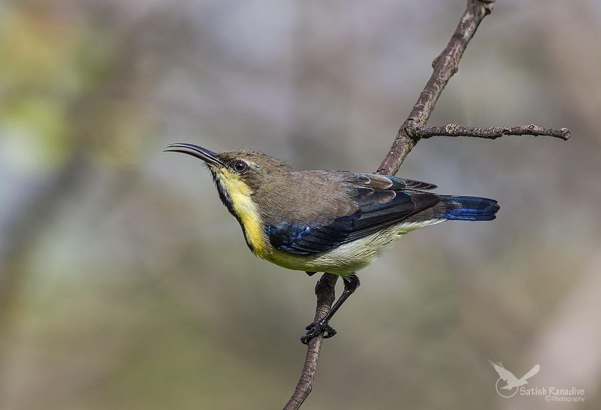 Purple Sunbird: Eclipse male.
