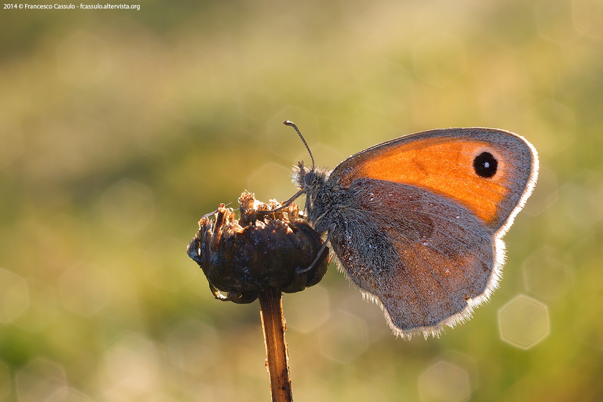 Coenonympha pamphilus (Linnaeus, 1758)