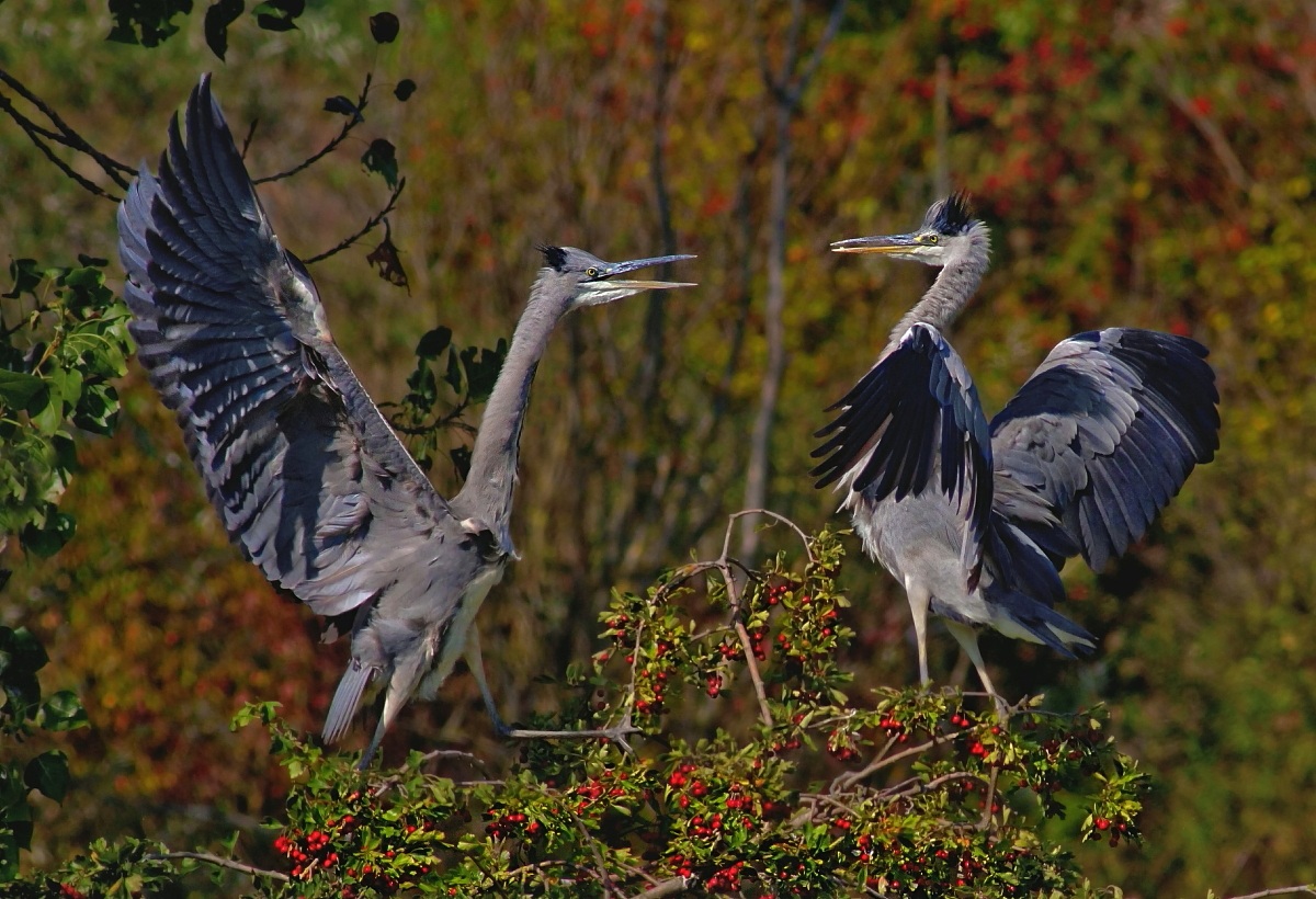 Aironi Cenerini:La Disputa