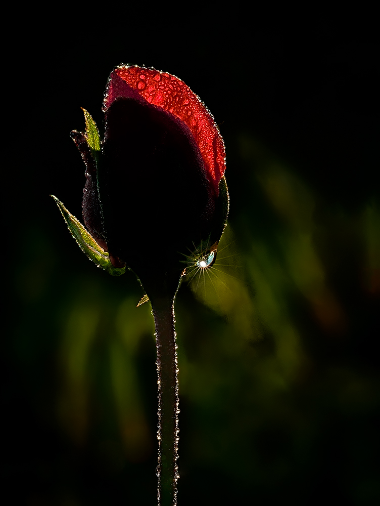 Le trasparenze di una rosa rossa