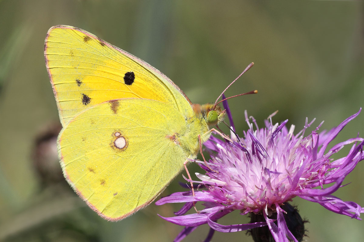 Colias crocea