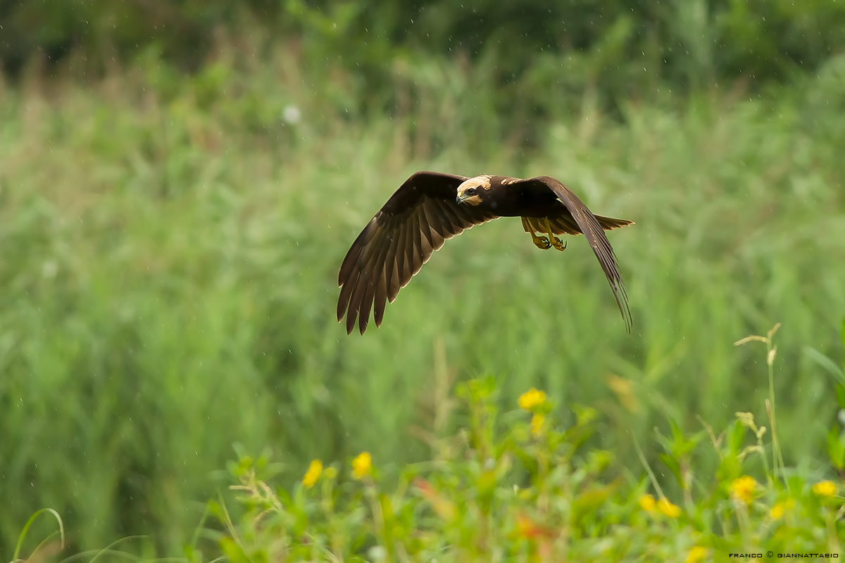Hawk in the Rain.