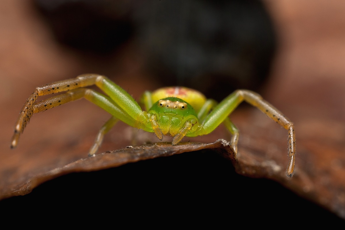 Green spider (Micrommata virescens) Male