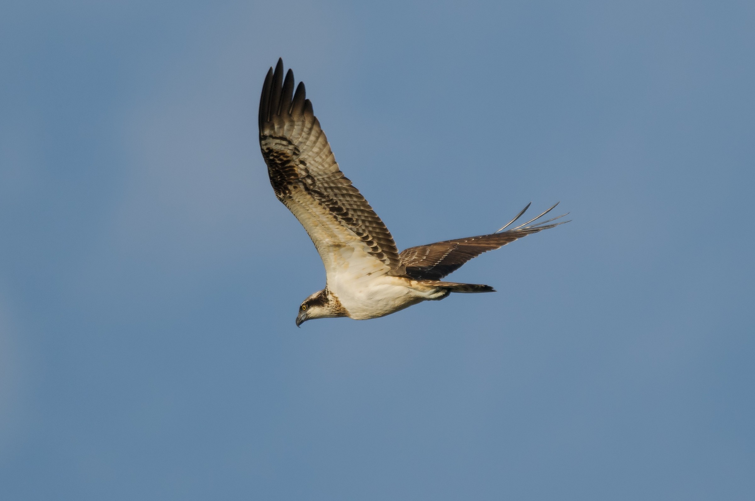 osprey