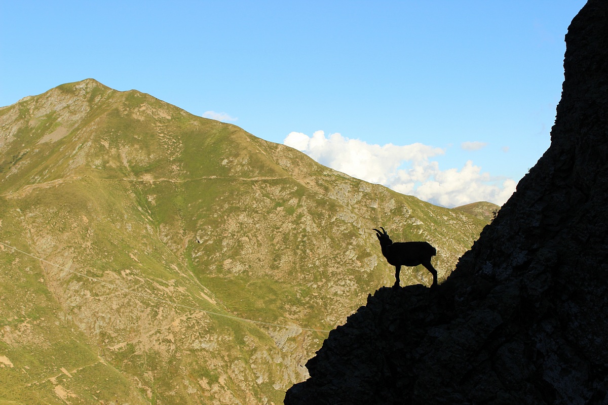 wild goat emphasize