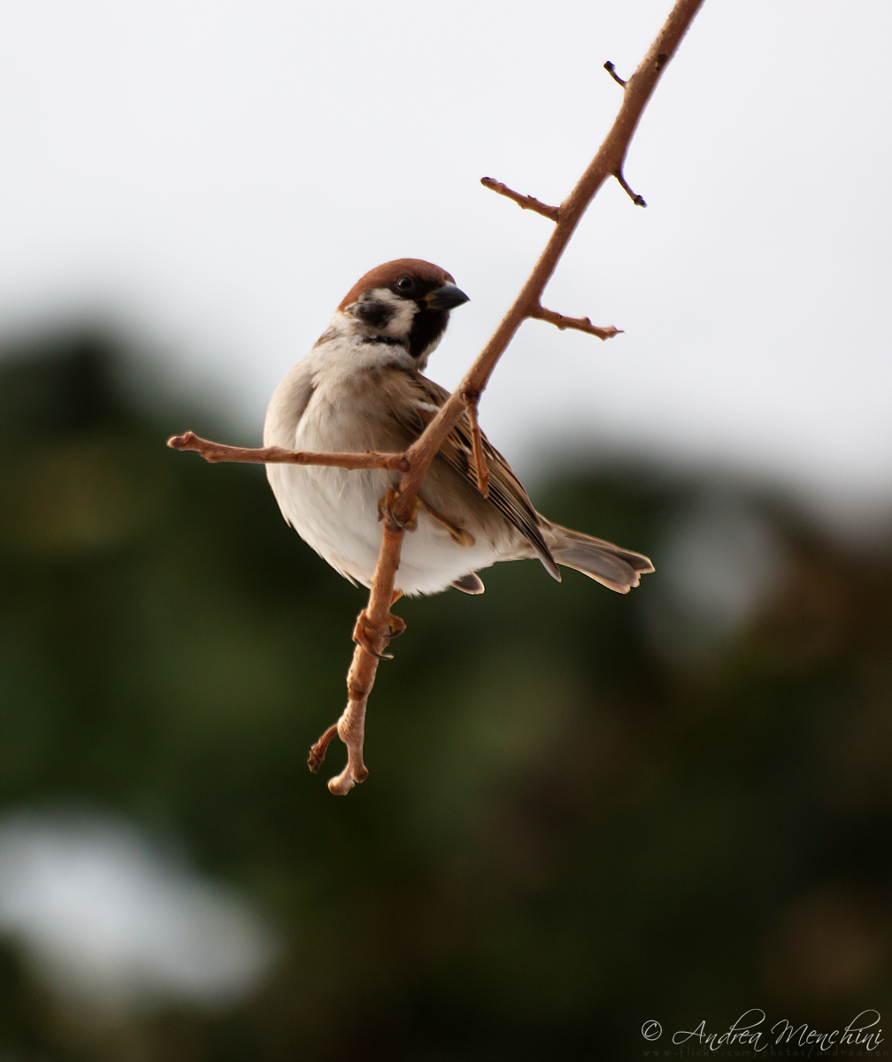 Passero Mattugio, Maschio