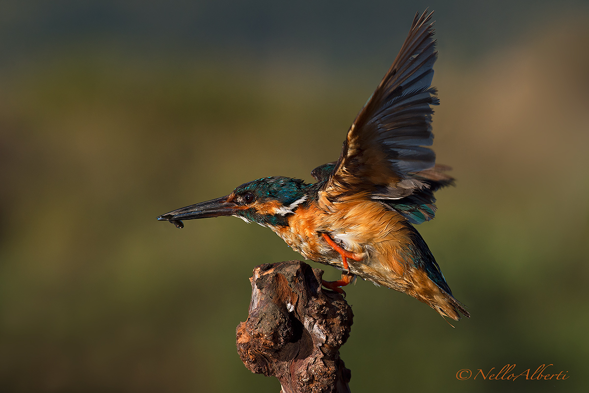 Martin Pescatore  in arrivo  con pesciolino