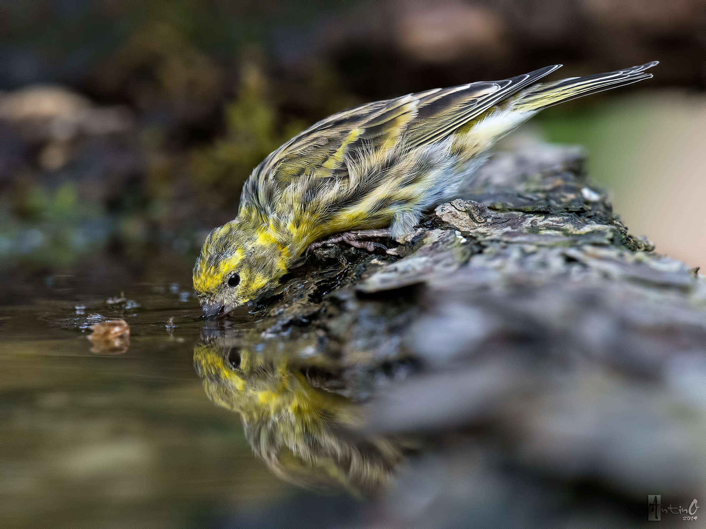 Serin all'abbeverata