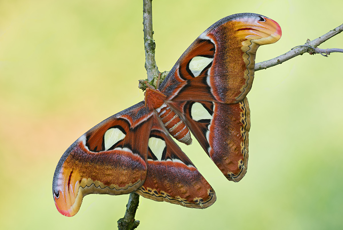 Attacus Atlas