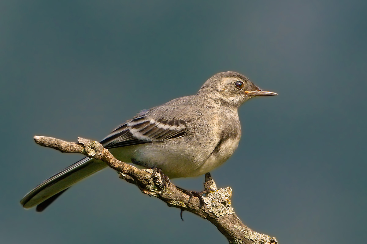 White Wagtail