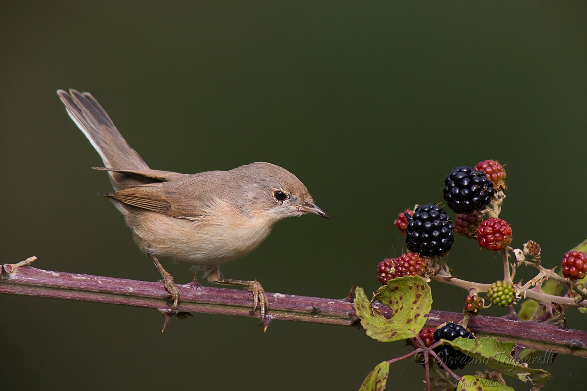 Subalpine Warbler (Sylvia cantillans)