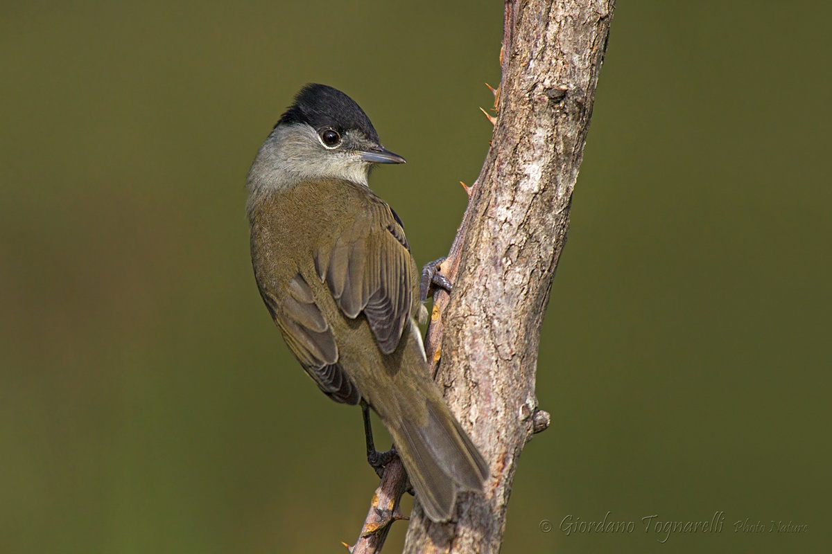 Female Blackcap (Sylvia atricapilla)